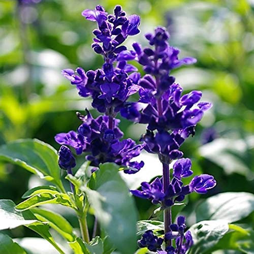 Benoon Graines De Sauge Bleue, 200 Pièces/Sac Graines De Sauge Bleue Salvia Semis Intérieur Décor à La Maison Fleurs Plantes Bonsaï Semis Pour Le Jardinage Bleu