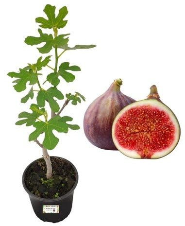 P. Piantine da Orto | Fico Brogiotto Nero, Pianta in Vaso Diametro 22 cm, Pianta da Frutto in Vaso, Pianta Vera da Esterno, Giardino o Vaso in Terrazza, Vivaio Italiano