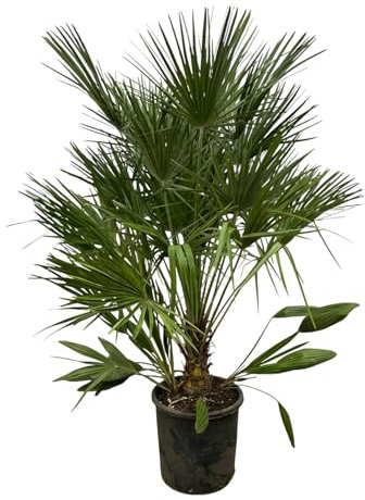Trendyplants - Chamaerops Humilis - Hauteur 150-170 cm - Palmier nain européen - Rustique - Plante de jardin - Taille du pot Ø28cm
