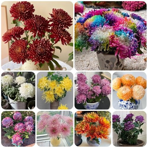 Chrysanthemen - balkonpflanzen sommerblumen gartendeko für draußen blumenwiese exotische wildblumen steingartenpflanzen wohnzimmer deko 100Samen