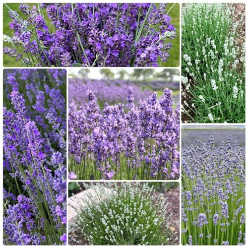 100 pcs lavendel samen mehrjährig winterhart, lavendelsamen bodendecker samen winterhart garten blumen winterhart, Lavandula angustifolia, kräuterbeet samen zimmerpflanzen pflanzen