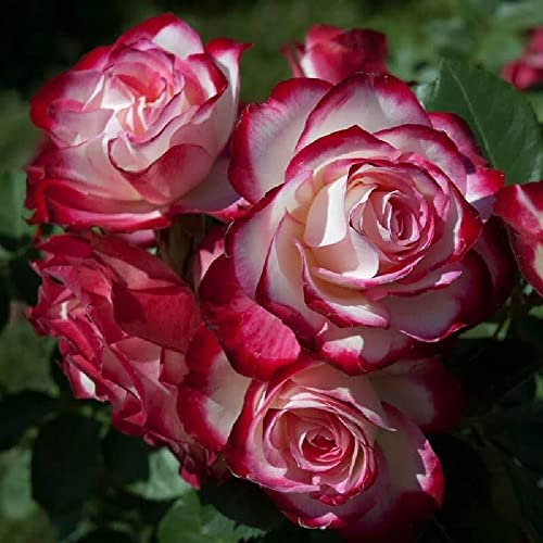 Pianta di rosa JUBILE PRINCE DE MONACO meilland rosai piante rose fiori giardino