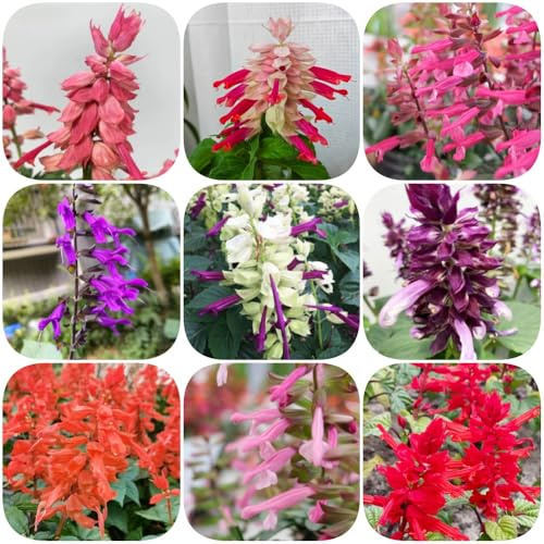 Semi di salvia del fuoco - resistenti esotico rialzata biologica semi di per i luoghi soleggiati vecchie varietà rari 450pcs