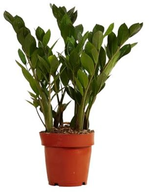 Bloomique - Zamioculcas Zamiifolia - Palmier d'intérieur - Zamioculcas - Plantes d'intérieur - Purifiant l'air - Très facile d'entretien - Hauteur 30-40 cm - Pot 12 cm