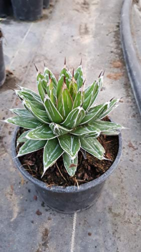 Agave victoriae-reginae Var. Victoriae-reginae/Agave de la reine Victoria/Conteneur de 2 à 2.9 litres