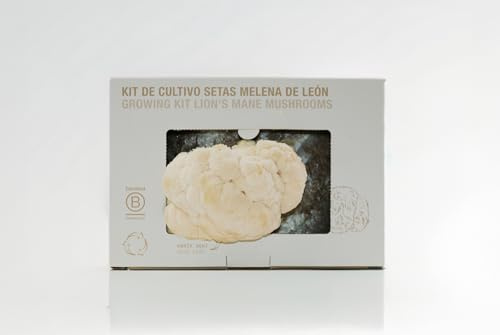 Nam - Kit Autocultivo Setas Melena de León, Cultivo Casero con Posos de Café, Hongos Incubados, Cosecha en 10 Días, Mini Huerto Urbano, Sostenible y Ecológico