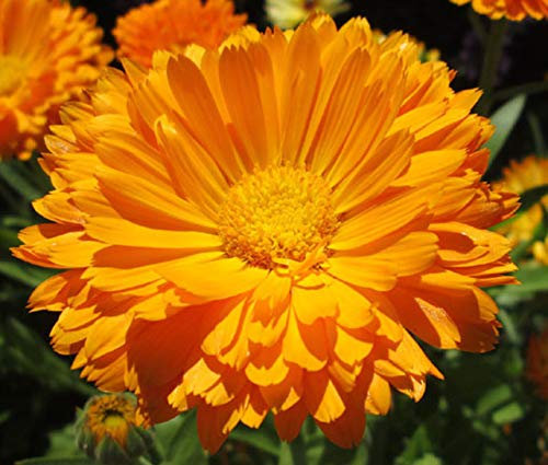 50 Calendula Orange King Seeds - Orange King Pot Marigold - 50 Seeds