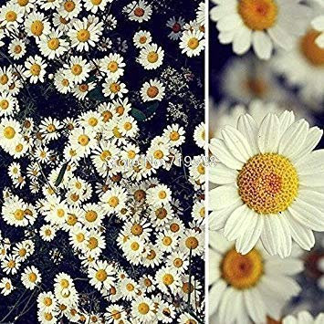 11: Gänseblümchen-Samen Erdbeereis-Parfüm Chrysantheme Su Tanz 30 Samen