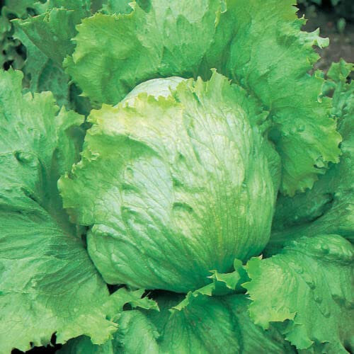 120 Seeds of Lettuce Iceberg 2