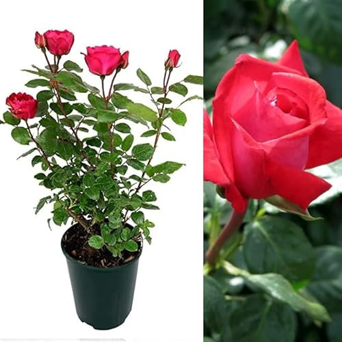 Rose Bush Red Devil - Hybrid Tea Red Rose Bush for The Garden in a 3 Litre Pot (1 Plant)