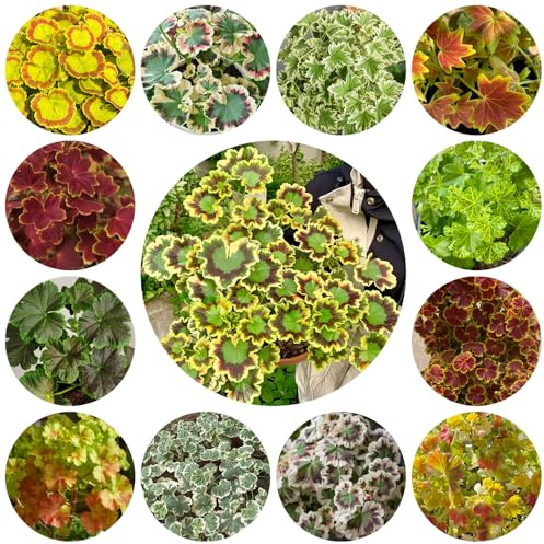 geraniensamen, seltene kletterpflanzen rankpflanzen gartendeko für draußen blumensamen hochbeete für garten balkongewächshäuser zimmerbonsai exotische zimmerpflanzen bio alte sorten 55pcs