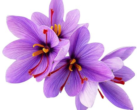 Saffron Crocus Corms for Planting – 10 Large Corms – Purple Blooms – Perennial Bulbs for Outdoor Planting that Produce the Saffron Spice.