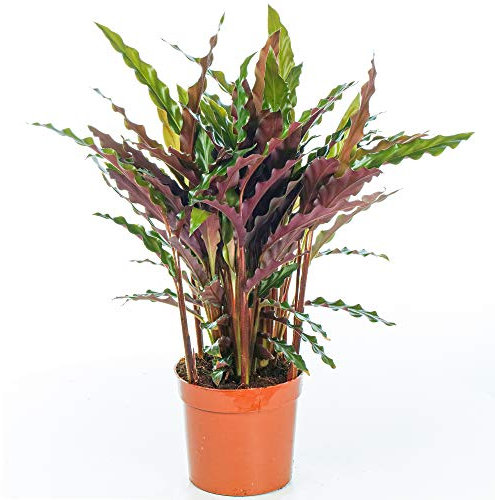 Calathea Elgergrass Stunning Indoor Potted Plant Houseplant for Homes & Offices (30-40cm (Incl. Pot))