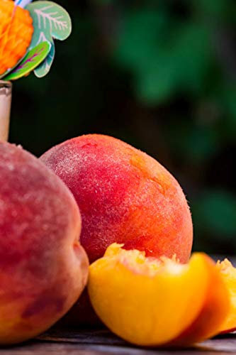 Albero di Pesco Cardinal pianta di pesco varietà Cardinal Età 2 anni già innestata pianta da frutto di pesca pianta vera in vaso di pesche venduta da eGarden.store