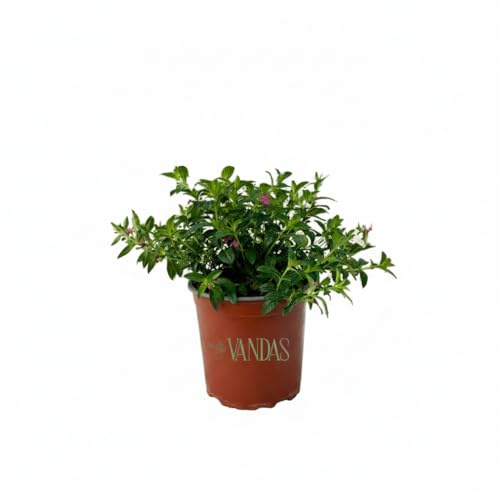 VANDAS Cuphea Hyssopifolia – Cespuglio Sempreverde a Cuscino | Fioritura Rosa/Lilla Prolungata | Ideale per Aiuole e Vasi | Made in Italy