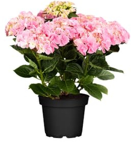 Hortensia Rosa Viva y Natural – Planta Real en Maceta | Hydrangea de Color Intenso para Exterior