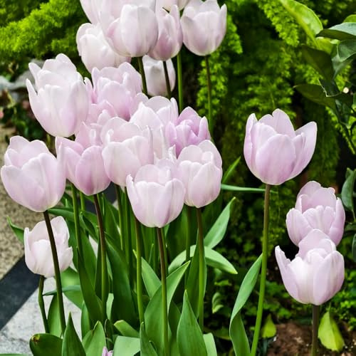 Bombilla de tulipán perennes resistentes,Decoración de oficina,decoración de jardín para exteriores.5pcs