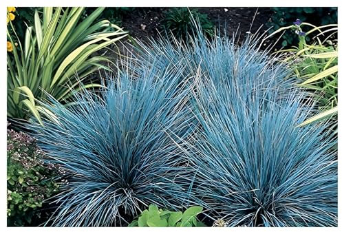 3 x Festuca glauca/cinerea 'Azurit' im 1 Liter (Ziergras/Gräser/Winterhart/Bodendecker/Mehrjährig/Immergrün) Blauschwingel - Blaues Ziergras für strukturierte Gartenkunst - von Stauden Gänge