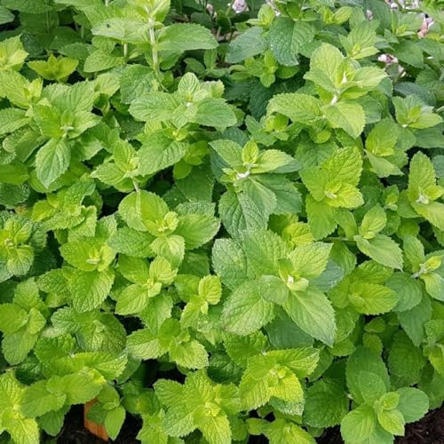 Carbeth Plants - Herb Plants - Grow Your Own Herb Garden - Apple Mint Plant in 13cm Pot - Mentha suaveolens for Edible Purposes