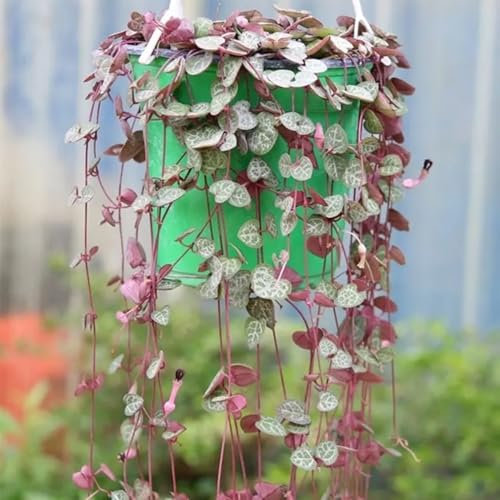 100 pcs leuchterblume samen - pflanzendeko kräuter samen zimmerpflanzen samen, steingartenpflanzen winterhart indoor kräutergarten, fleischfressende pflanzen, gartenpflanzen winterhart,