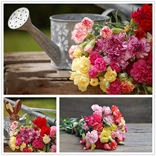 Nelkenblüten-Sculpin-Mix - 2000 Samen Non-GMO, Offene bestäubte Samen