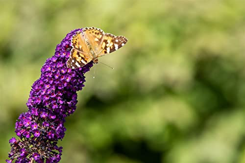 Buddleja davidii 'Black Knight' 80-100 cm – Winterhart, Mehrjährig, Pflegeleicht – Schmetterlingsflieder – Zierstrauch für Garten & Kübel