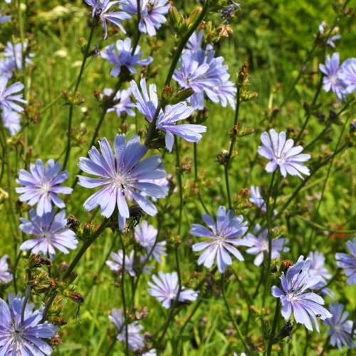 semi di cicoria resistenti - decorazione giardino appartamento perenni 500pcs