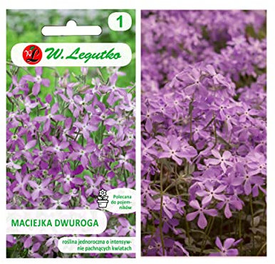 2 semillas de lavanda rosa, 5 g