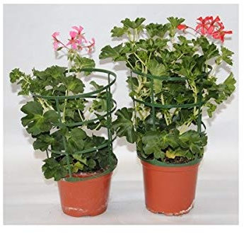 Geranio Francesilla (maceta 13 cm ø) (Rosados)