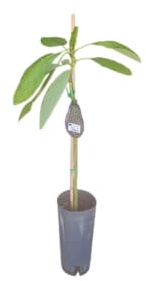Aguacatero Natural de 1,5m de Altura Árbol Frutal de Exterior con Producción Garantizada