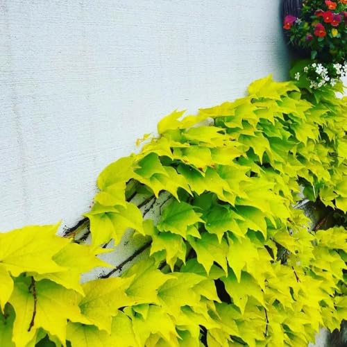 vite selvatica, vite vergine - rare balcone Parthenocissus tricuspidata giardino esotico resistente Decorazione con rampicanti per il soggiorno giardino roccioso 400semi