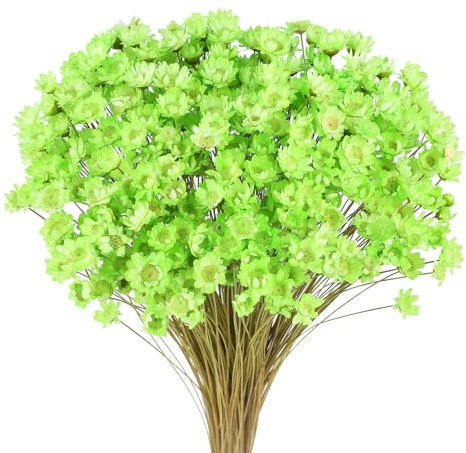 Larber 300 stycken torkade blommor brasiliansk vit liten stjärnblomma blommor mini torkad bukett tusensköna mini kamomill bukett för blomsterarrangemang bröllop (ljusgrön)