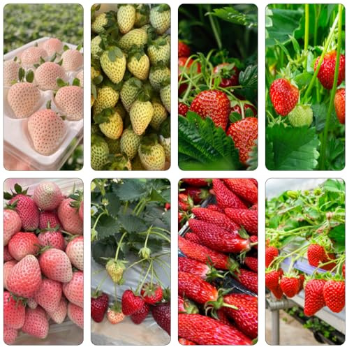 fresas de jardín semillas de resistentes decorativas columnares semillas resistentes en al aire libre balcón 400pcs
