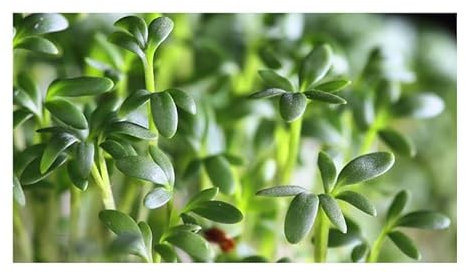 Pcs - 150x Cresson Cresso Eko Légumes Jardin Plantes - Graines KS283 - Seeds & Plants Shop by Ipsa