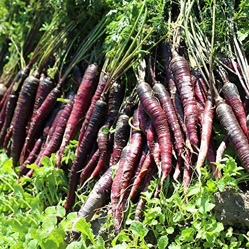 semi di carota giardino invernale perenni resistenti selvatici bonsái giardino balcone 65pcs