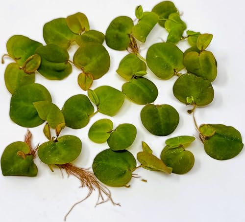 WASSERPFLANZEN WOLFF - eine Portion Schwimmende Wolfsmilch/Phyllanthus fluitans, Klärpflanze Sauerstoffpflanze für Kaltwasser und Warmwasser Aquarium