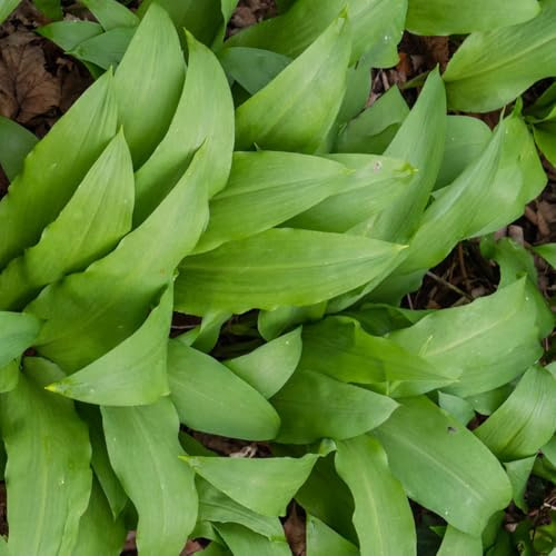 semillas de ajo silvestre cocina de jardín ajo silvestre resistentes jardín, balcón perennes en resistentes, 60pcs