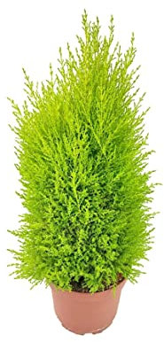 Ciprés Wilma Natural Planta Resistente de Crecimiento Rápido