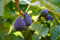 Samen der echten Feige (Ficus Carica, Feigenbaum) frische, gesunde Feigensamen, Feigenbaumsamen, Versand aus Deutschland (20)