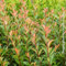 Photinia compacta carrè rouge, 24 piante alte 60/80 cm, vaso Ø15