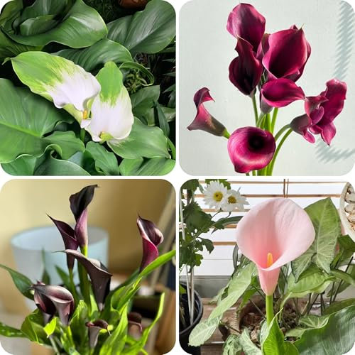 calla zwiebeln - mix balkonblumen winterfeste pflanzen für balkon gartenblumen dekopflanzen gartenpflanzen blumen balkon garten - Seltene Pflanzen - blumenzwiebel hochbeete für garten 2pcs