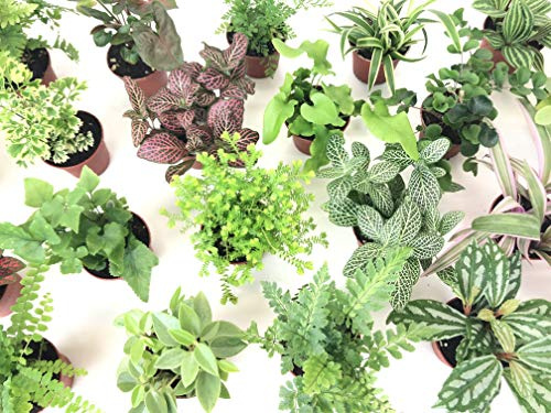 Mini Terrarium Plants (6 Plants) (2 Pots) Fairy Garden Plants Assorted Varieties