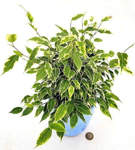 FICUS BENJAMIN NANO VARIEGATO IN VASO CERAMICA AZZURRO, VASO 13CM DIAMETRO, piante vere
