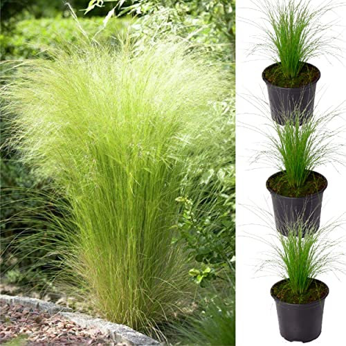 Pony Tails Grass - 3 Plants - 3 Decorative Stipa Feather Grass for The Garden - Stipa Tenuissima Plant (Regular Packaging)