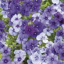 SEEDSOWN 2018 100 Pcs Phlox, Phlox Graines de Graines Bonsai Phlox 10 Couleurs Jardin Potted DIY