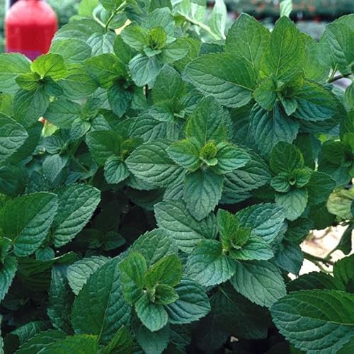Mint 'Moroccan' - (Mentha Viridis) Living herb - Fresh herb - Grow Your own - Evergreen Garden Plant | Tasty Culinary Herb by Park Farm Plants (Seeds)
