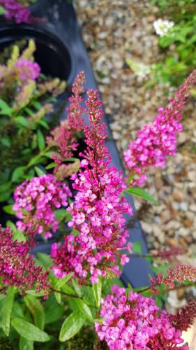Buddleia davidii BUZZ 'Hot Raspberry'® / Arbre aux papillons nain/Conteneur de 3 à 4 litres