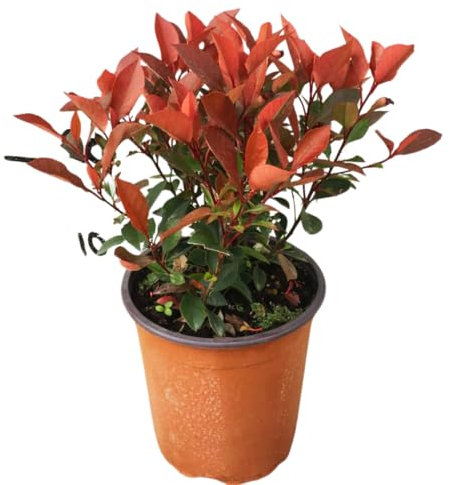 Vivaio Garden Forest Photinia x Fraseri Little Red (Photinia Nana), Pianta per fioriere, Pianta per aiuole, Siepe, Pianta piccola, Giardino, Decorazione, Foglie Sempreverde, Pianta vera, Vaso 18cm