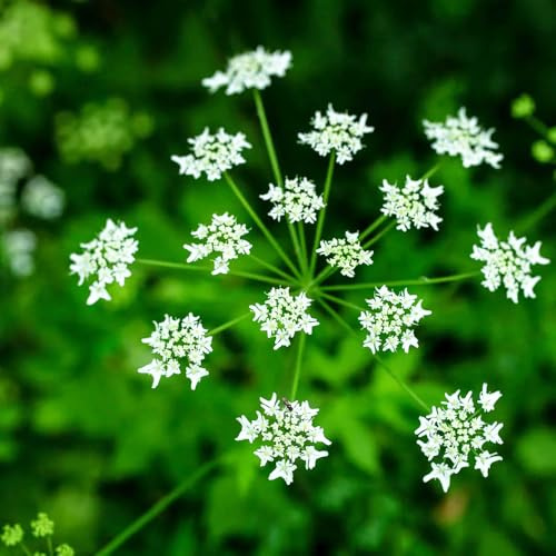 semi di levistico biologico - esterni resistenti giardino interno balcone roccioso decorazione 1000pcs