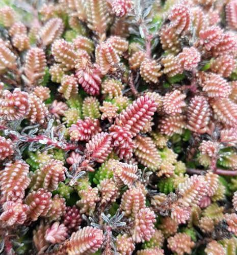 Sedum sexangulare/Orpin à six angles/Conteneur de 2 à 2.9 litres/Succulente